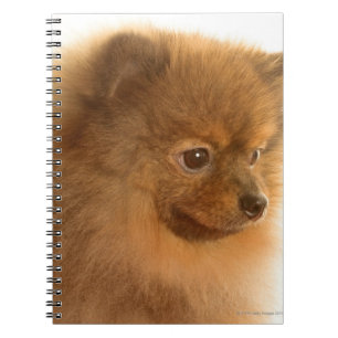 Carnet Poméranien
