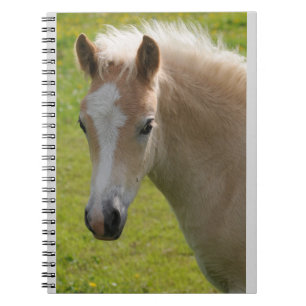 Carnet Poney de Haflinger (race rare)