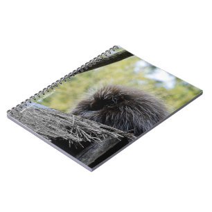 Carnet Porc-épic arboricole