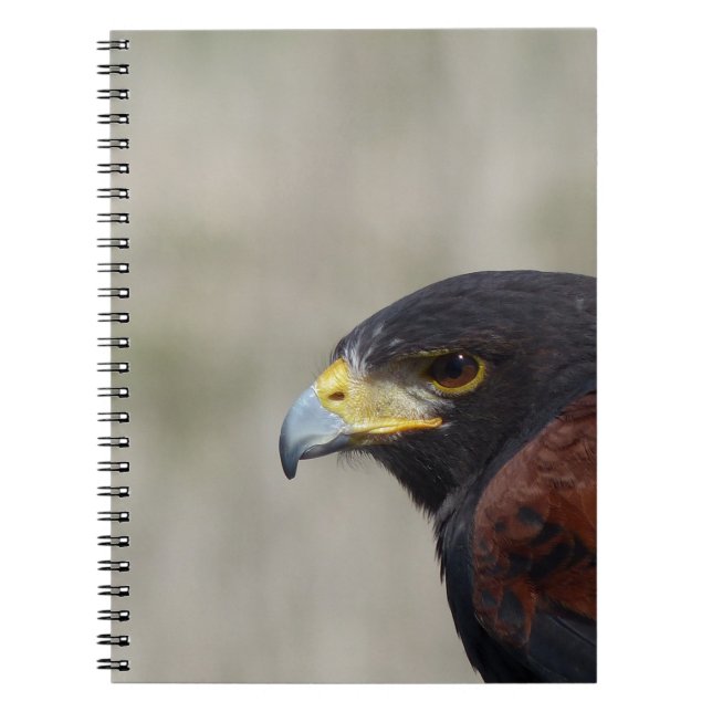 Carnet Portrait de Buse de Harris (Devant)