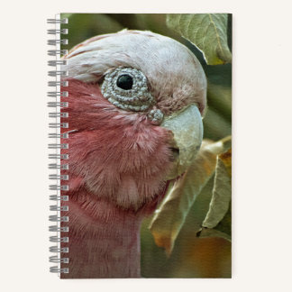 Carnet Portrait de Galah Cockatoo Rose Oiseau Australien