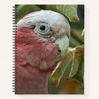 Carnet Portrait de Galah Cockatoo Rose Oiseau Australien
