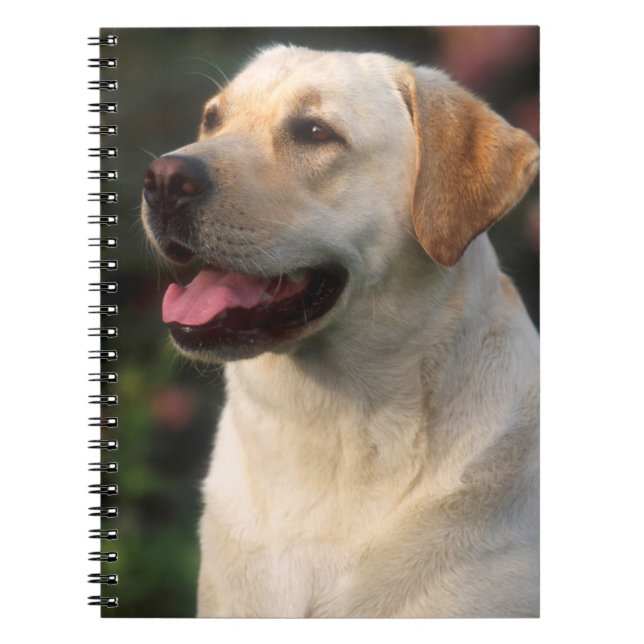 Carnet Portrait De Labrador Retriever, Hilton (Devant)