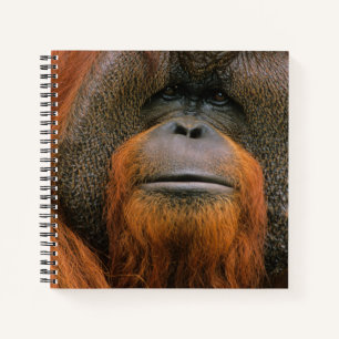 Carnet Portrait de mâle orang-outan, Géorgie, États-Unis