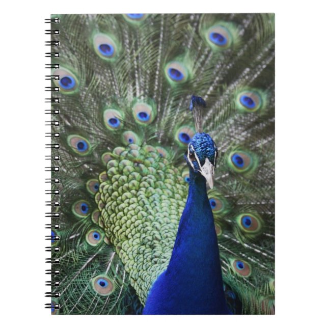 Carnet Portrait de paon avec des plumes (Devant)