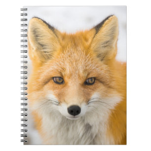 Carnet Portrait de renard roux