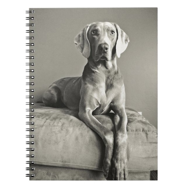 Carnet Portrait de Weimaraner (Devant)