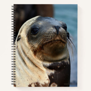 Carnet Portrait du lion de mer