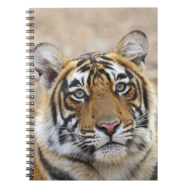 Carnet Portrait du Tigre royal du Bengale, Ranthambhor (Devant)