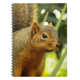 Carnet Portrait d'un écureuil Nature Animal Photographie