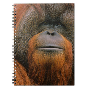 Carnet Portrait d'un orang-outan mâle, Géorgie, États-Uni