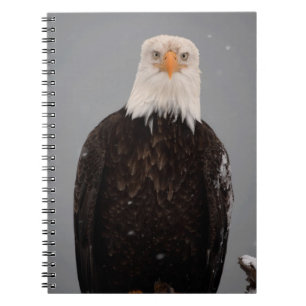 Carnet Portrait d'un pygargue à tête blanche dans la neig