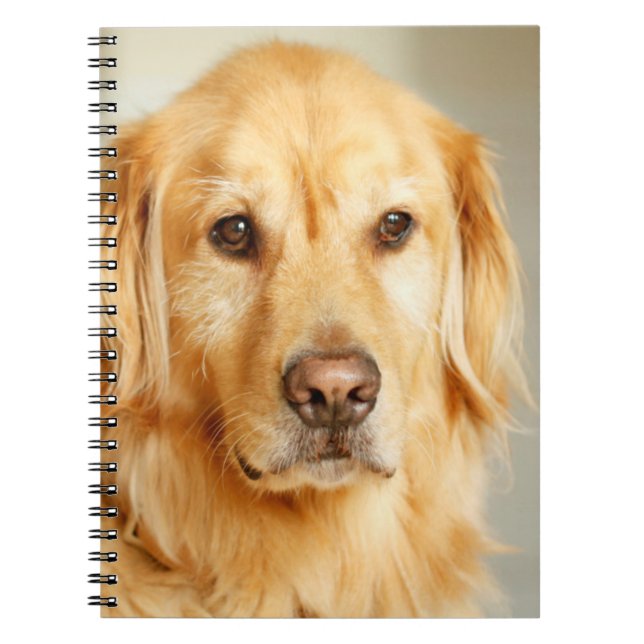 Carnet Portrait Golden Retriever (Devant)