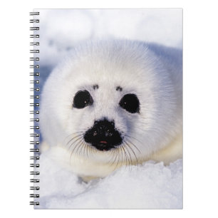 Carnet Portrait of a Harp Seal Pup