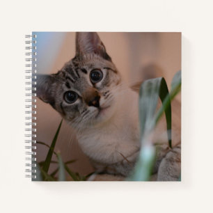 Carnet Portrait photo de chat