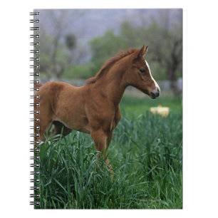 Carnet Position arabe de poulain