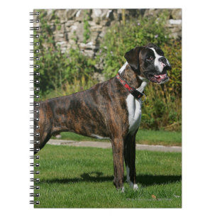 Carnet Position Brindle d'exposition canine de boxeur