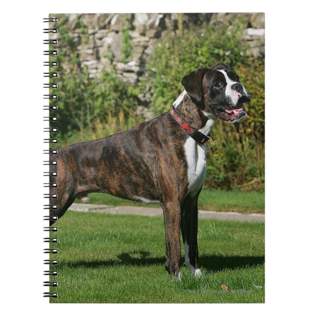 Carnet Position Brindle d'exposition canine de boxeur (Devant)