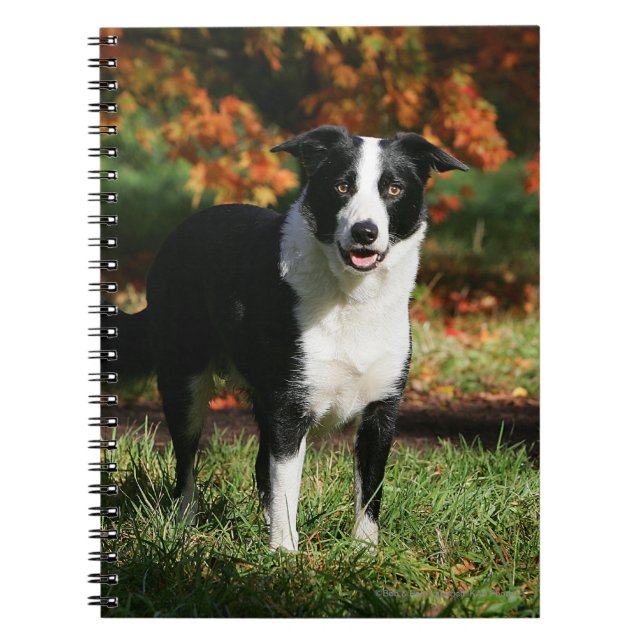 Carnet Position d'automne de border collie (Devant)