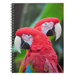 Carnet Poster coloré de perroquets de macaw