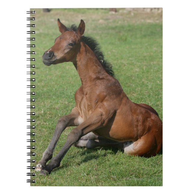 Carnet Poulain arabe se reposant (Devant)