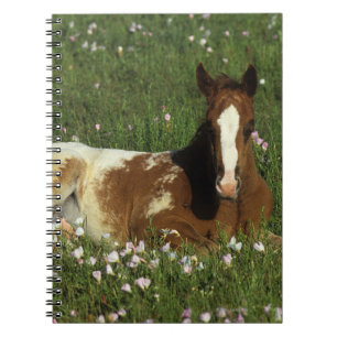 Carnet Poulain d'Appaloosa fixant en fleurs