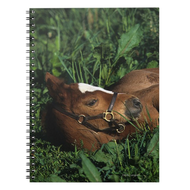 Carnet Poulain de pur sang se couchant (Devant)