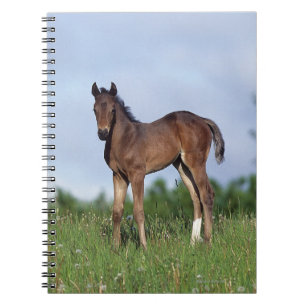 Carnet Poulain de pur sang se tenant dans l'herbe