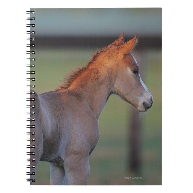 Carnet Poulain quart de cheval (Devant)