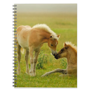 Carnet Poulains de cheval