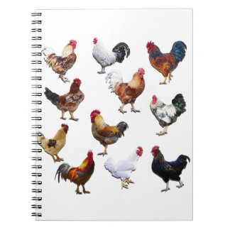 Carnet Poulet colorié des coqs