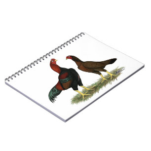 Carnet Poulets rouges noirs Aseel
