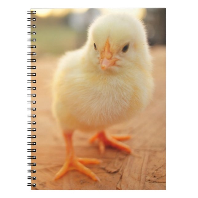 Carnet Poussins de bébé (Devant)