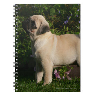Carnet Profil de carlin de faon
