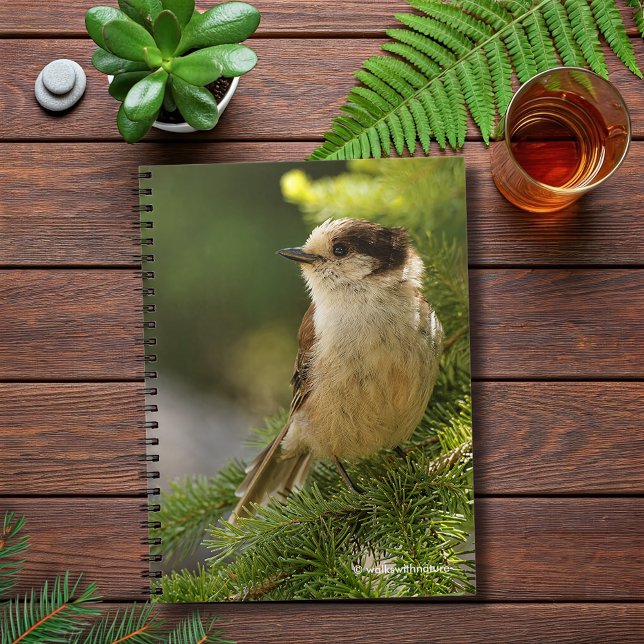 Carnet Profil d'une Jay gris mou / Whiskeyjack (Cute Grey Jay in the Fir Journal Cover Photo)