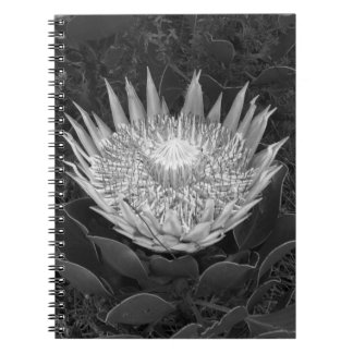 Carnet Protea noir et blanc