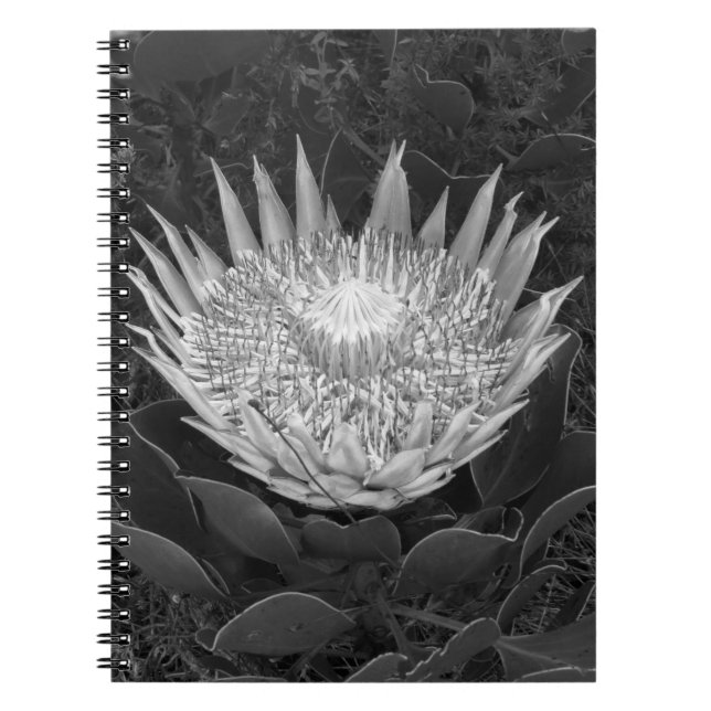 Carnet Protea noir et blanc (Devant)
