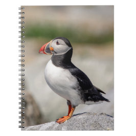 Carnet Puffin Atlantique en Machias, Maine