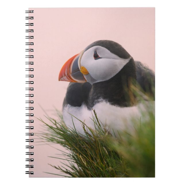 Carnet Puffin de l'Atlantique (Fratercula arctica) (Devant)