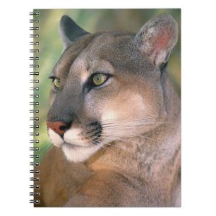 Carnet Puma, Californie