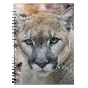 Carnet Puma, cougar, panthère de Floride, Puma