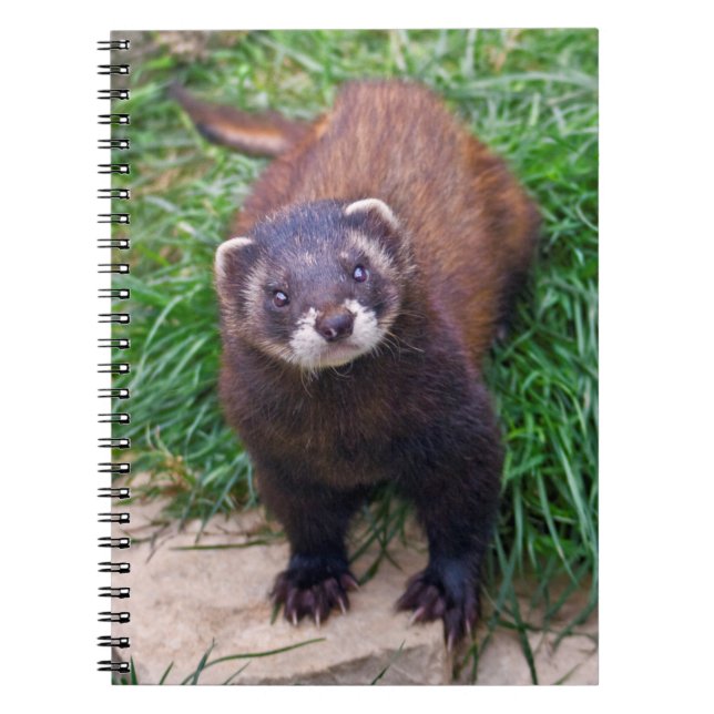 Carnet Putois (Devant)