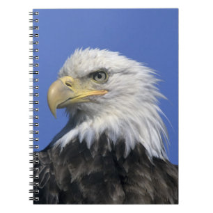 Carnet Pygargue à tête blanche, (Haliaeetus leucocephalus