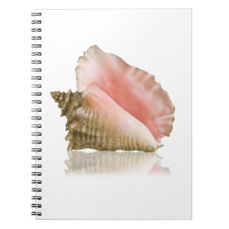 Carnet Queen Conch