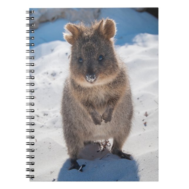 Carnet Quokka sur la plage (Devant)
