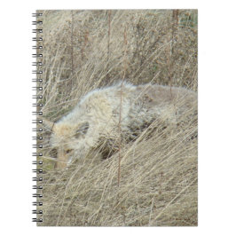 Carnet R13 Coyote en herbe haute