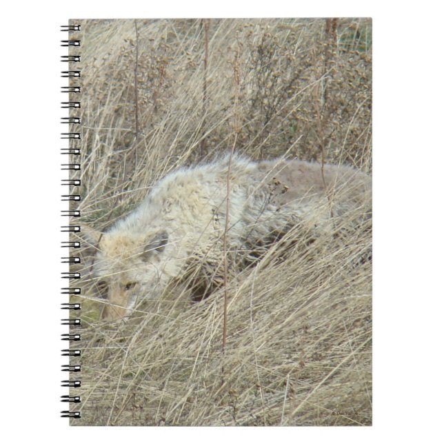 Carnet R13 Coyote en herbe haute (Devant)