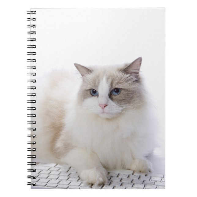 Carnet Ragdoll cat sur le clavier de l'ordinateur (Devant)