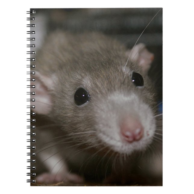 Carnet Rat curieux (Devant)