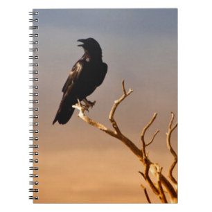 Carnet Raven sur les branches d'arbre ensoleillées,